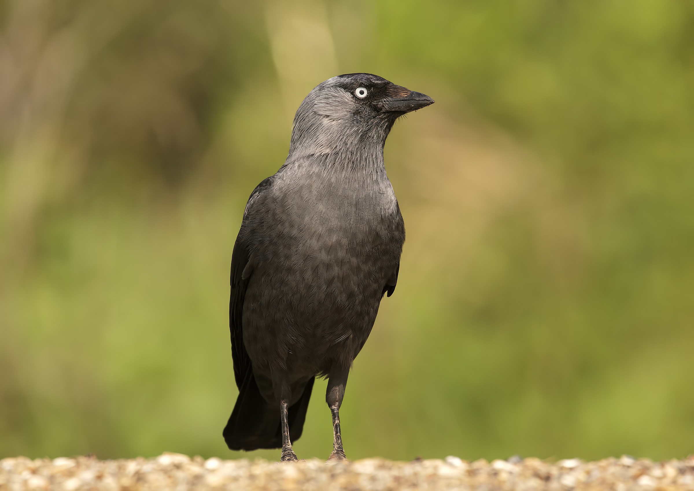 Jackdaw