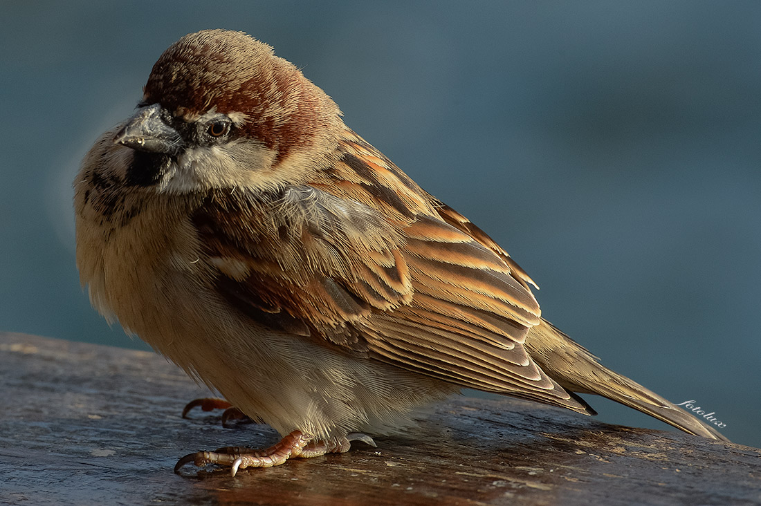 Passero Italiano 2015