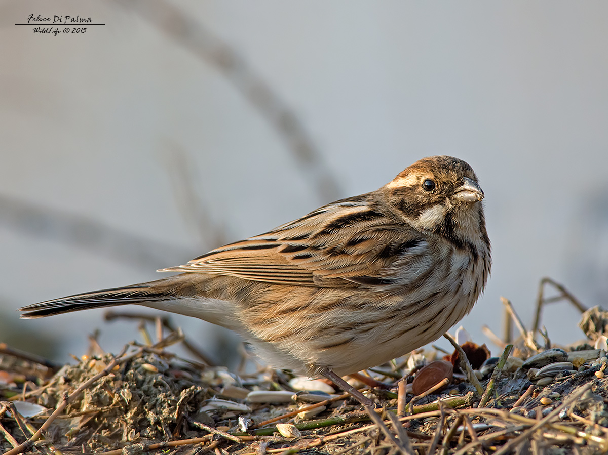 Reed Bunting ...