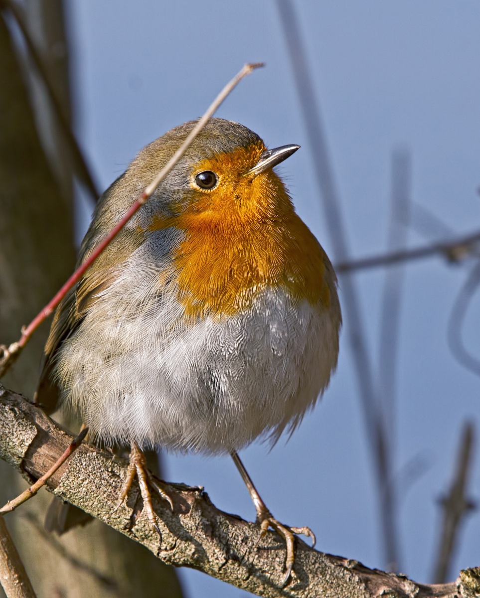 Pettirosso sull'Adda