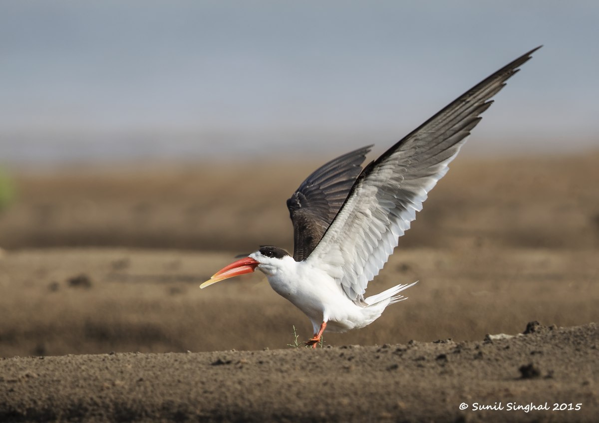 Skimmer Indiano - Landing (Rynchops albicollis)