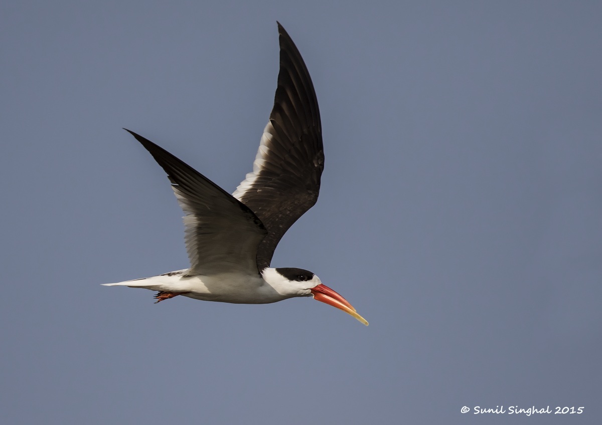 Skimmer indiano in volo (Rynchops albicollis)