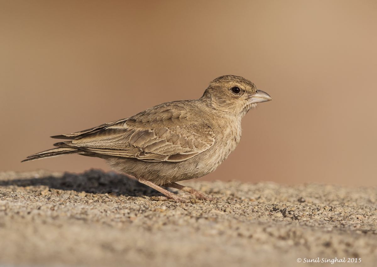 Ashy incoronato Sparrow Lark - Femmina (Eremopterix grisea