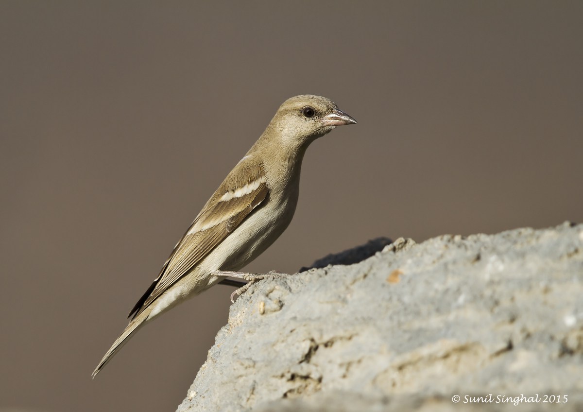 Chestnut Shouldered Petronia (Gymnoris xanthocollis)