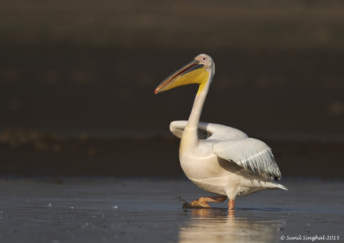 Great White Pelican (Pelecanus onocrotalus)