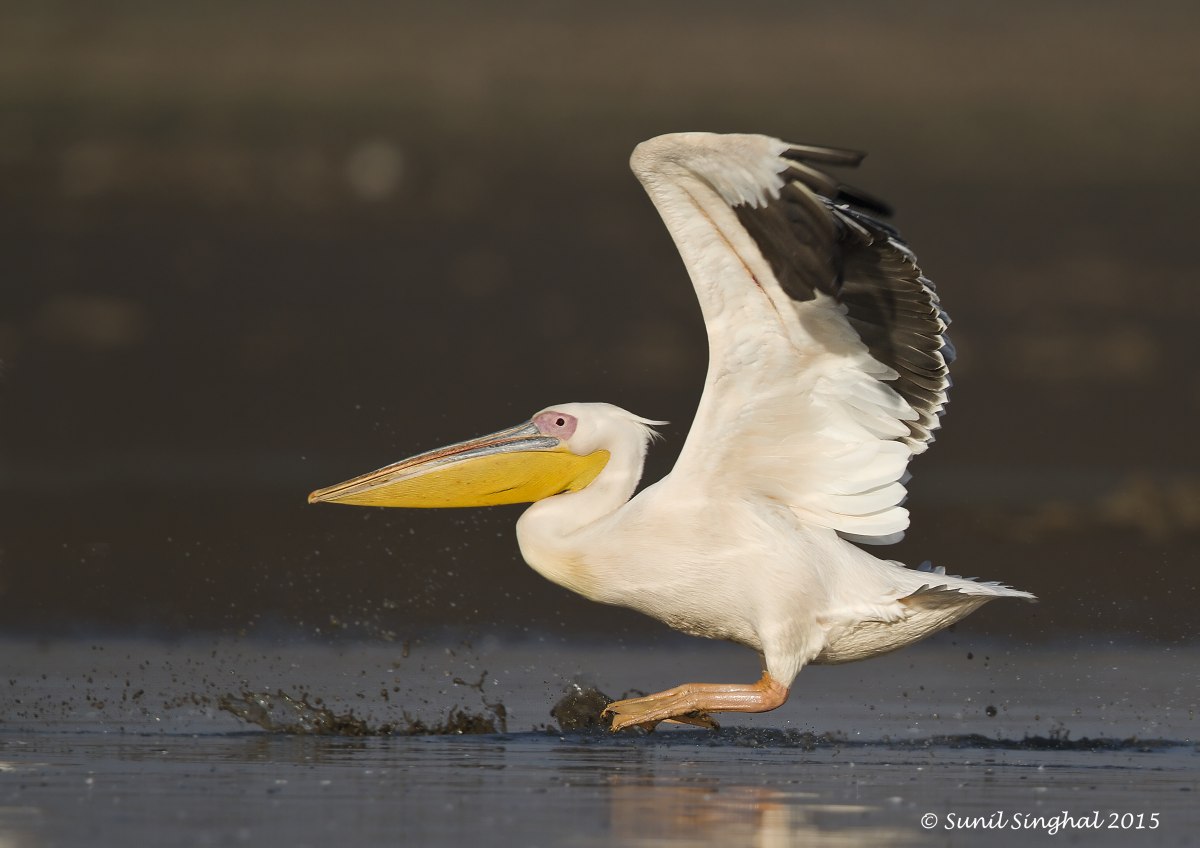 Grande pellicano bianco - Decollo (Pelecanus onocrotalus)