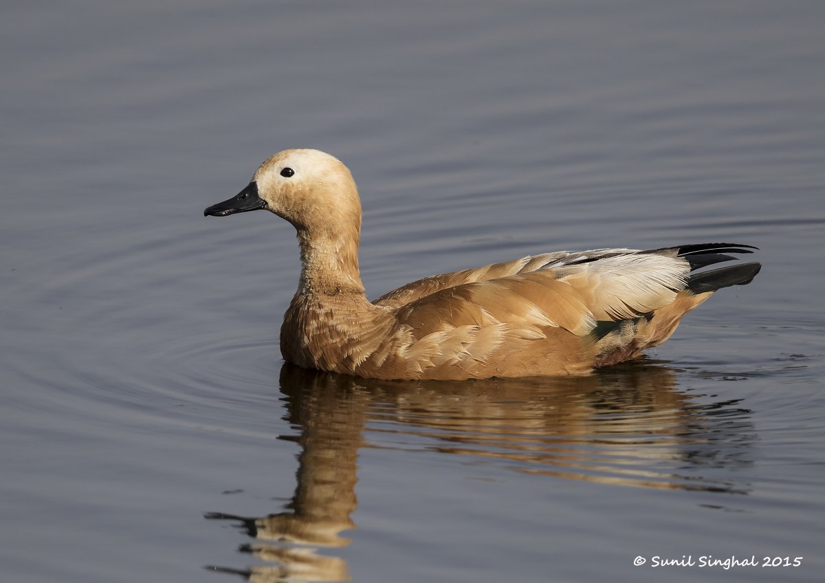 (Tadorna ferruginea)