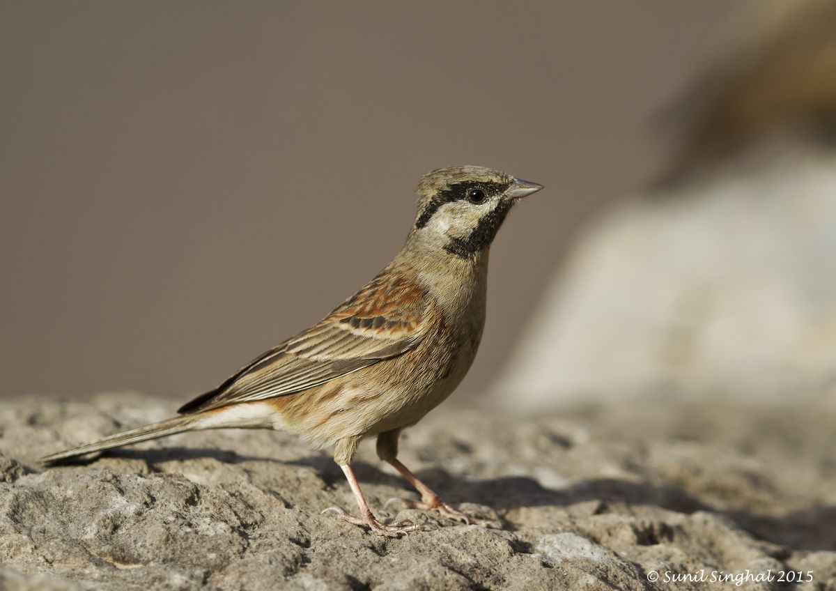 Bianco Capped Bunting - Male (Emberiza stewarti)