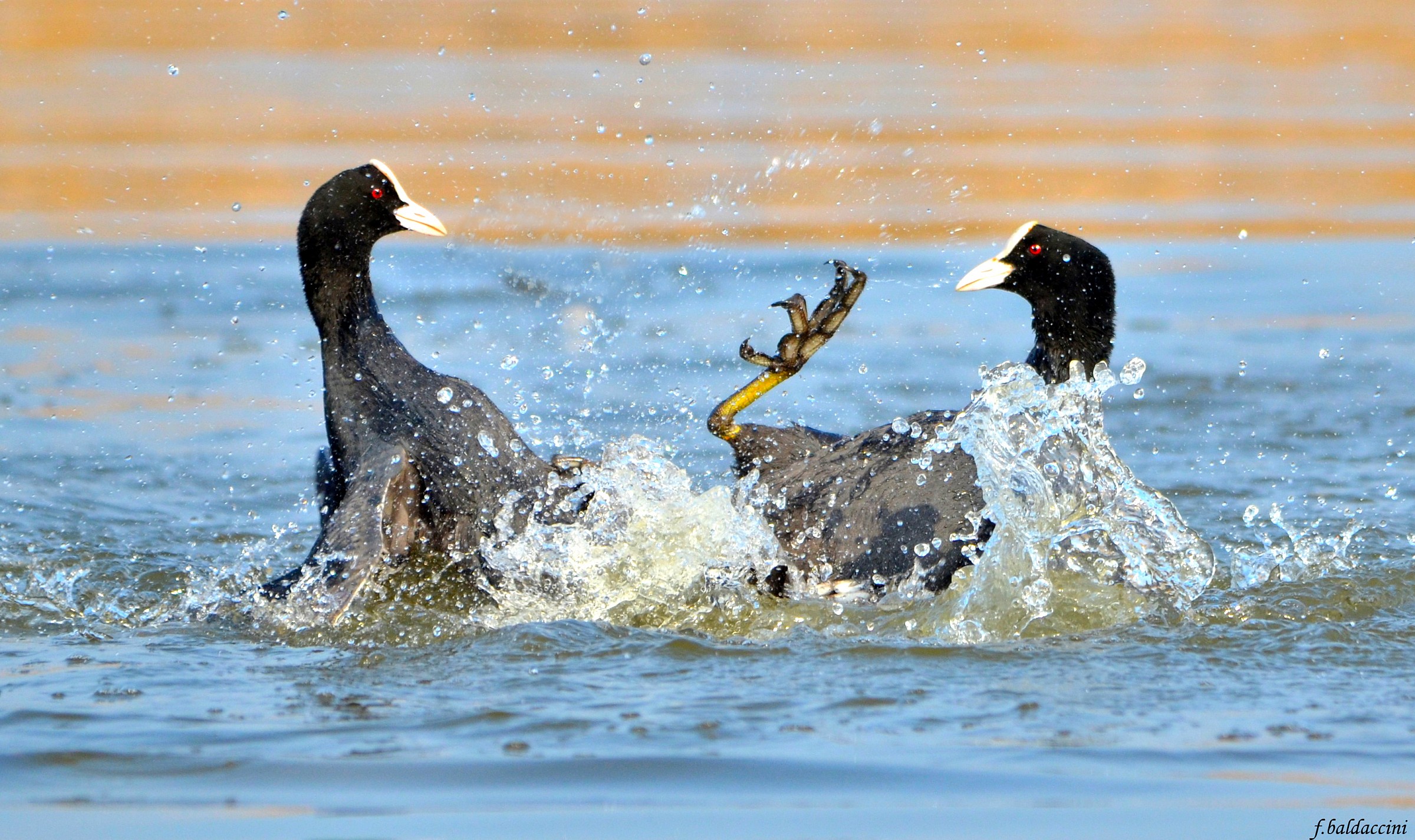 battle between coots