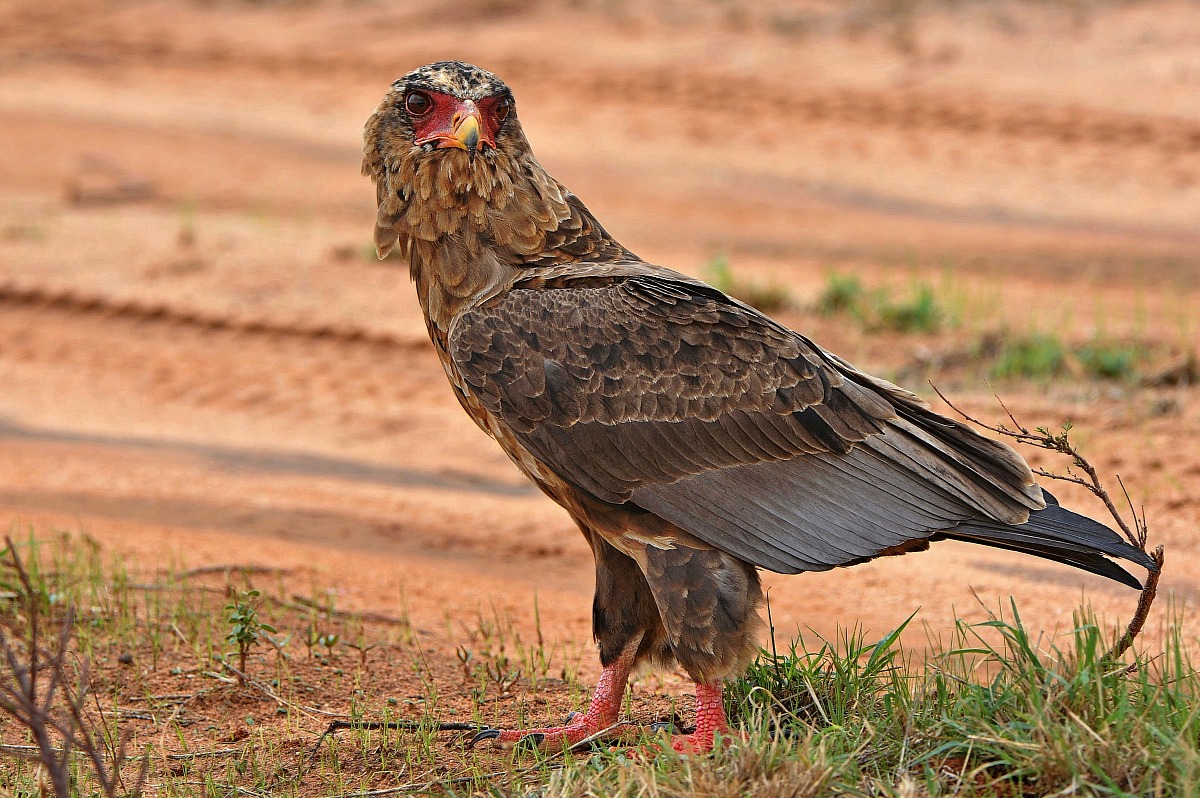 Bateleur - Bateleur