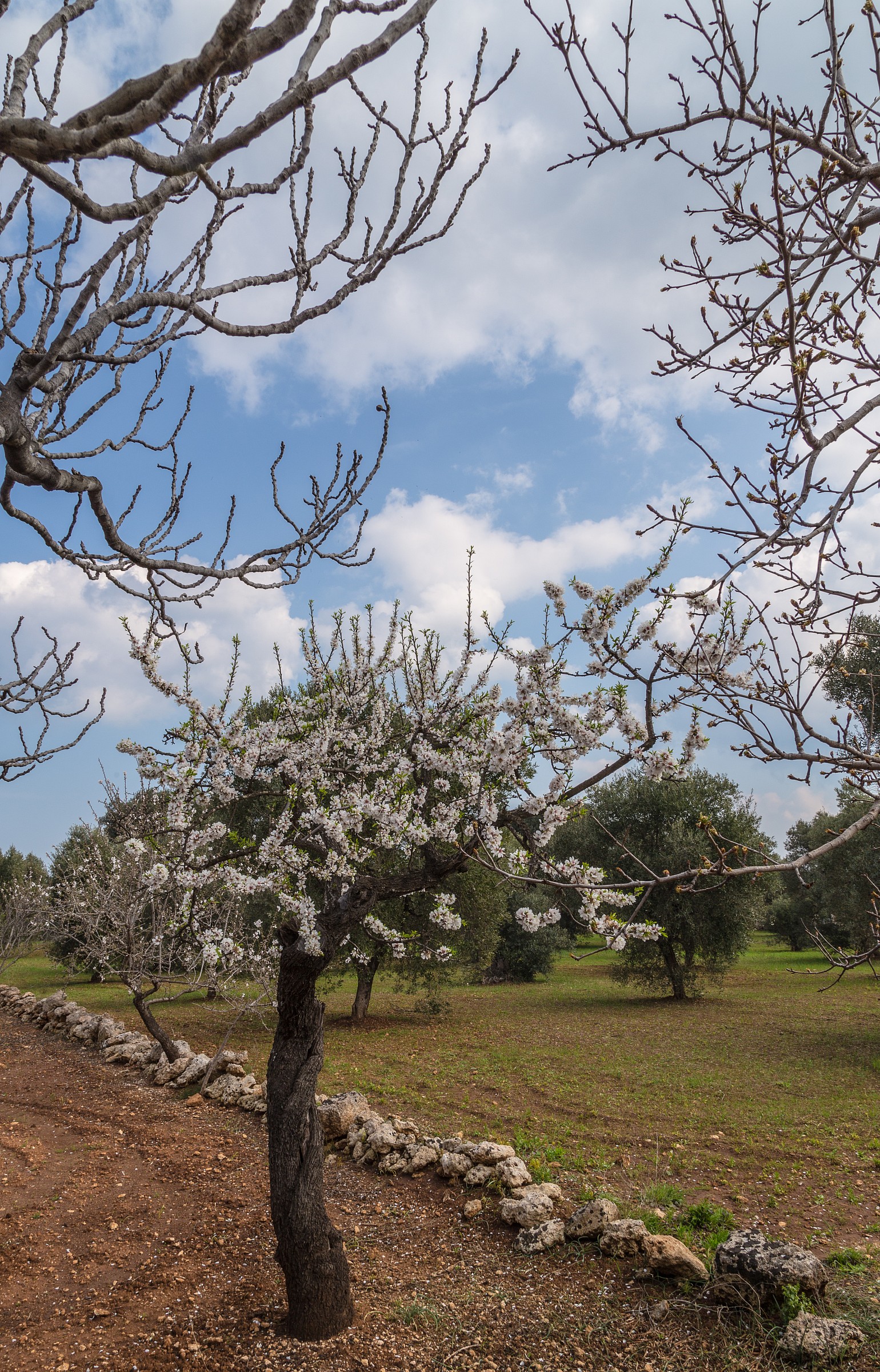 fico pero mandorlo ulivi si rincorrono