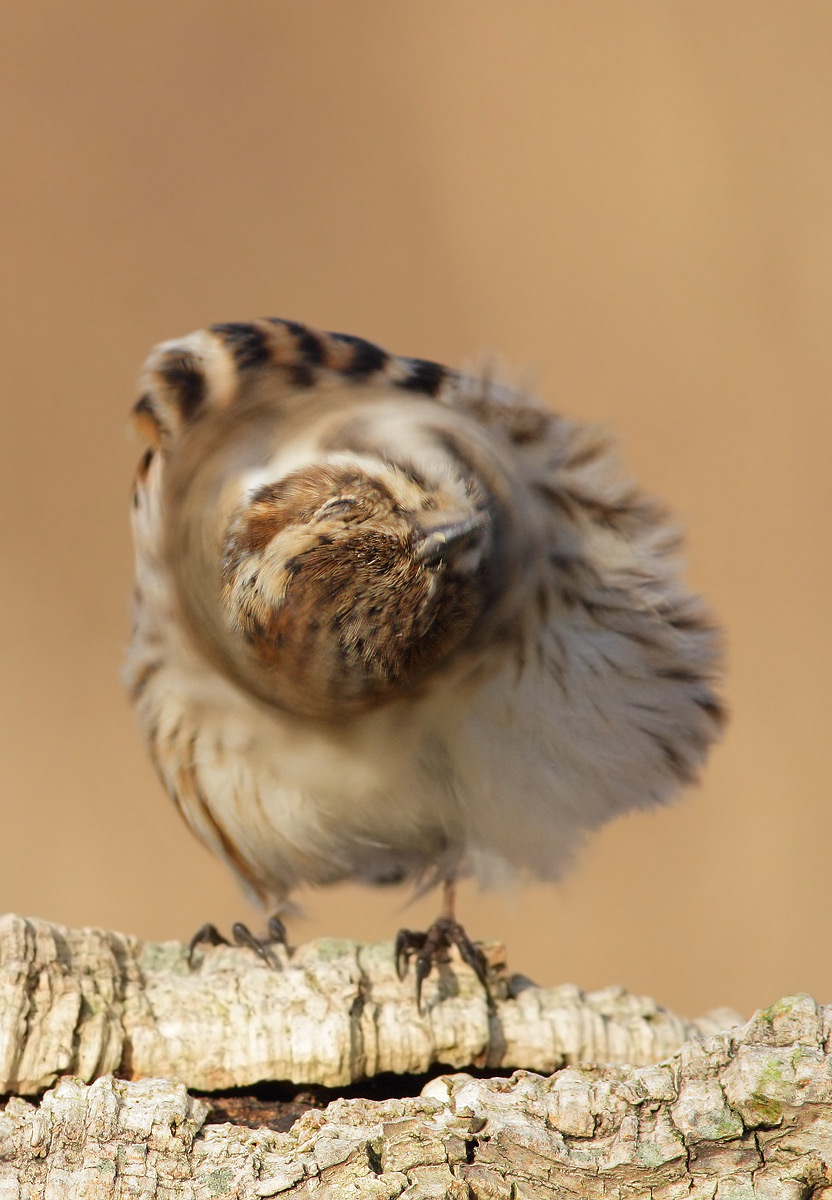 Reed Bunting