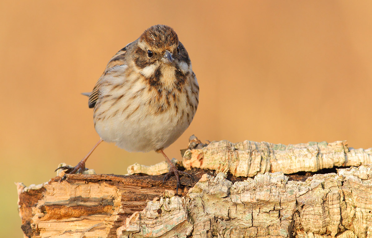 Reed Bunting