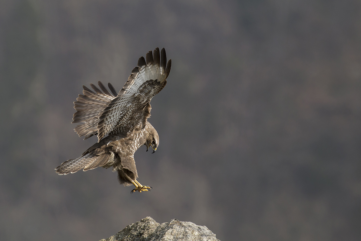 buzzard