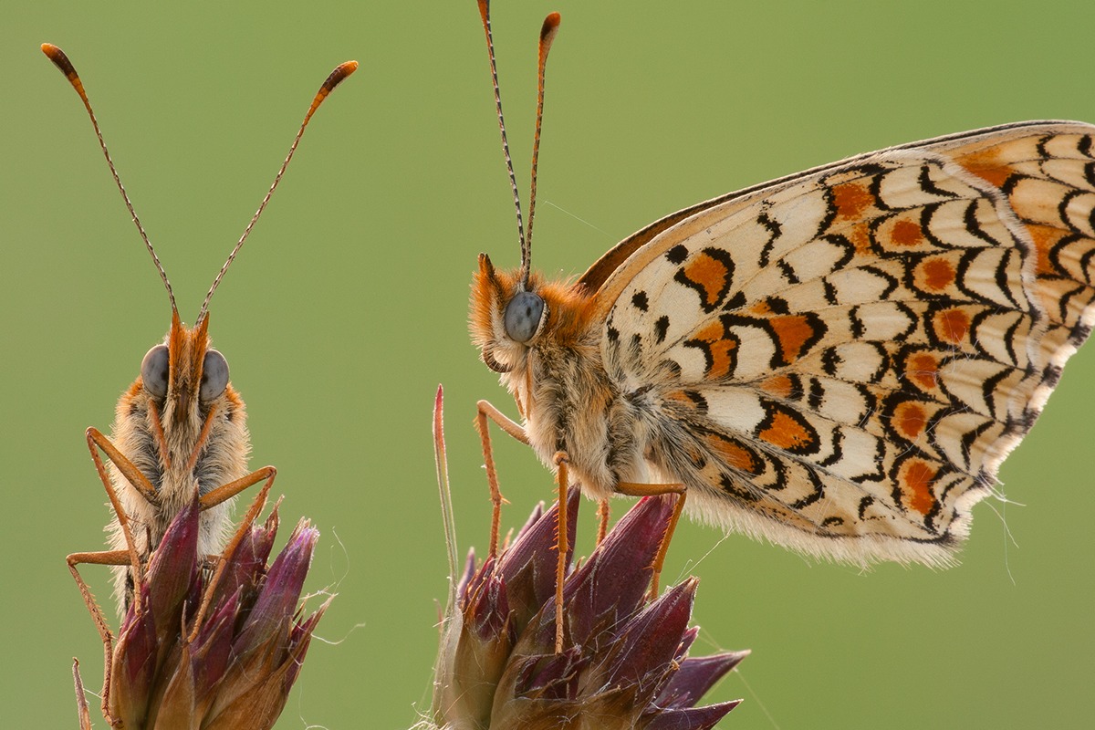 Melitaea phoebe