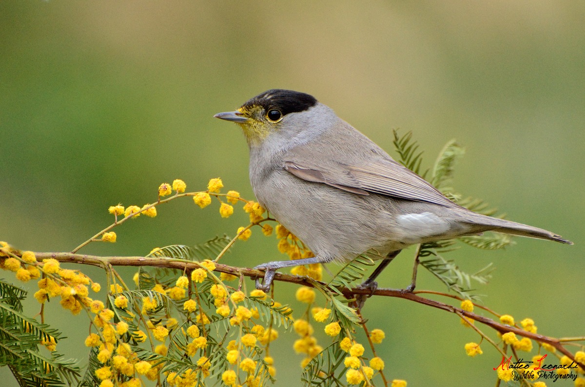 Blackcap Male with Mimosa