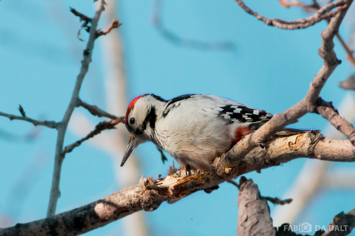 Woodpecker Red Mezzano