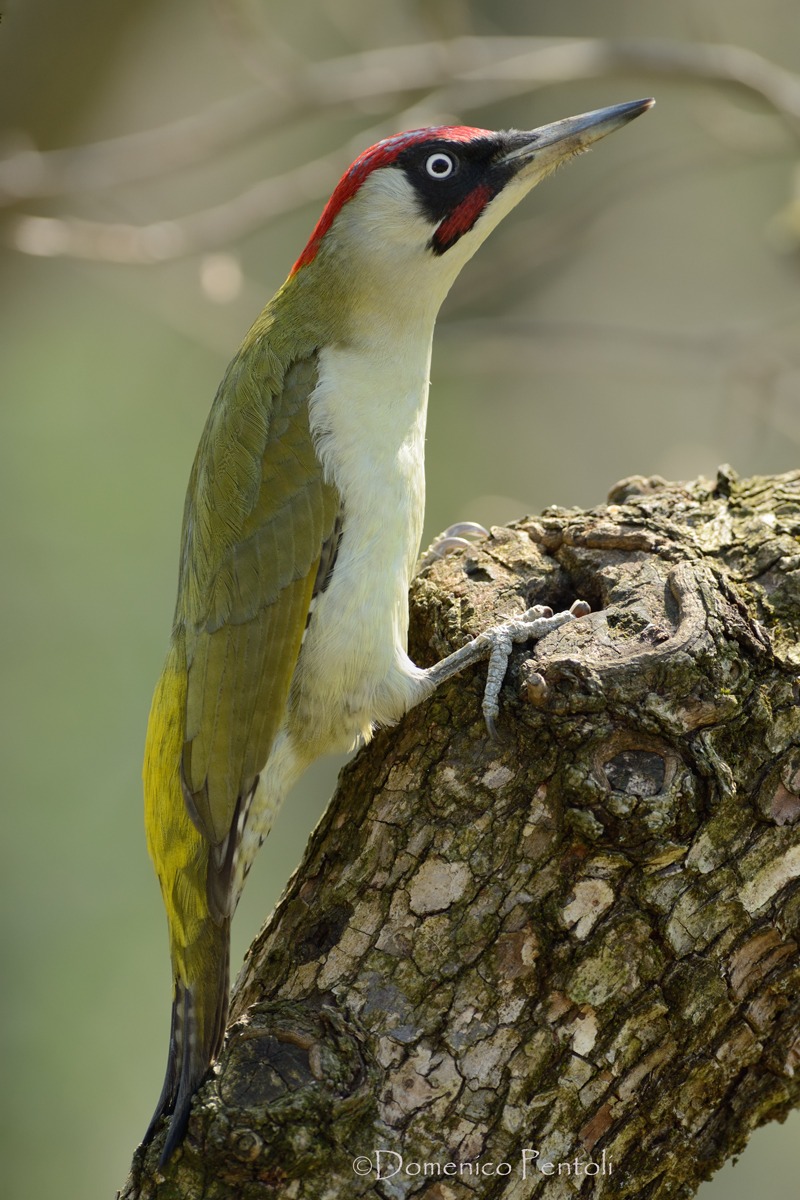 Green Woodpecker