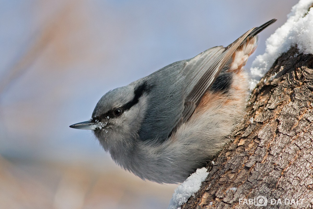 Nuthatch (variant Siberian)
