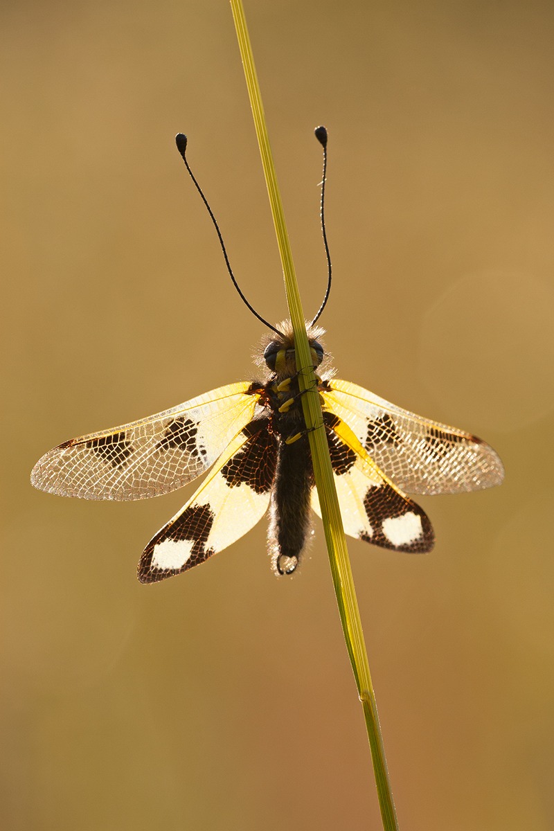 Libelloides macaronius