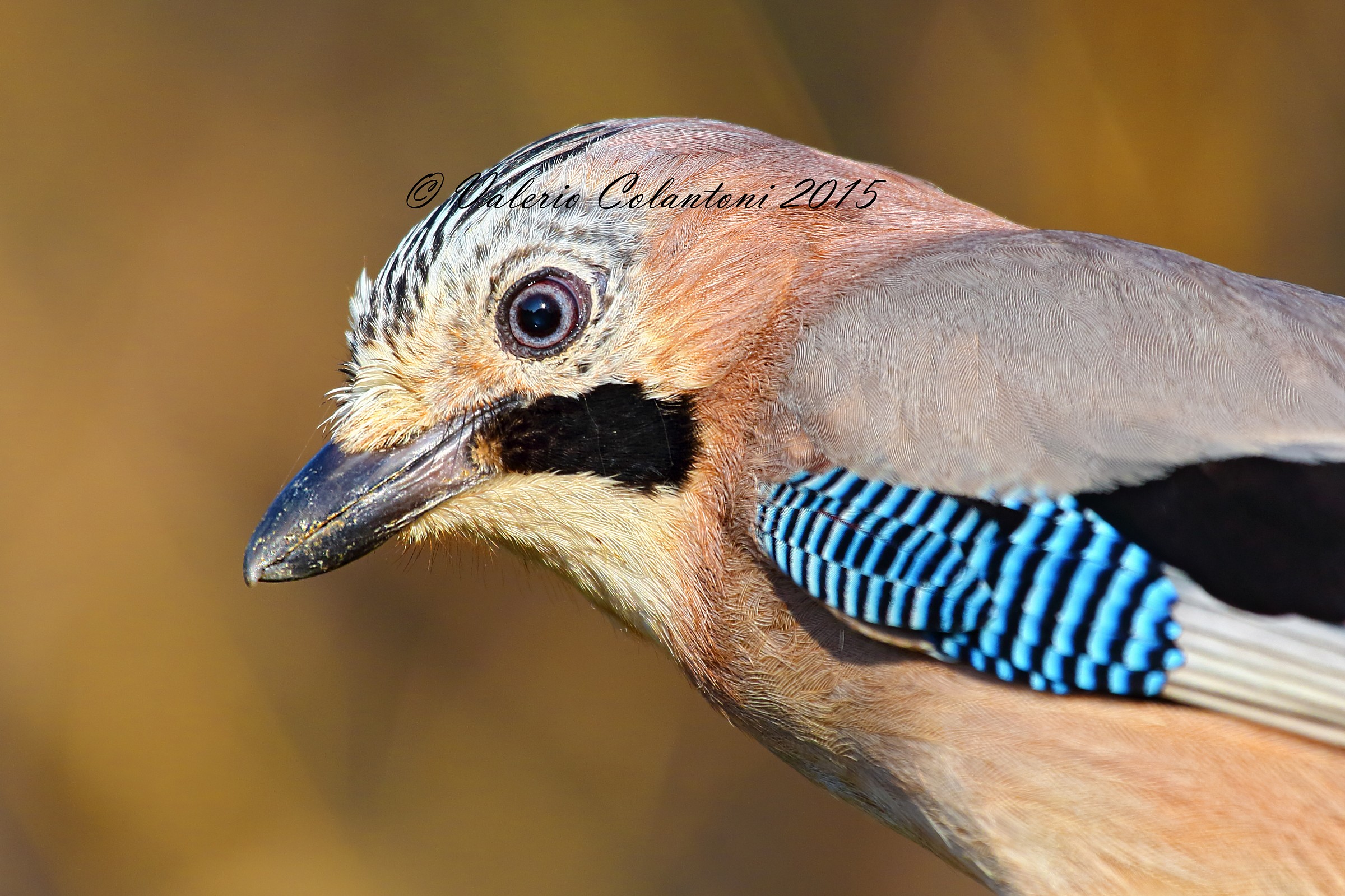 Ghiandaia portrait...