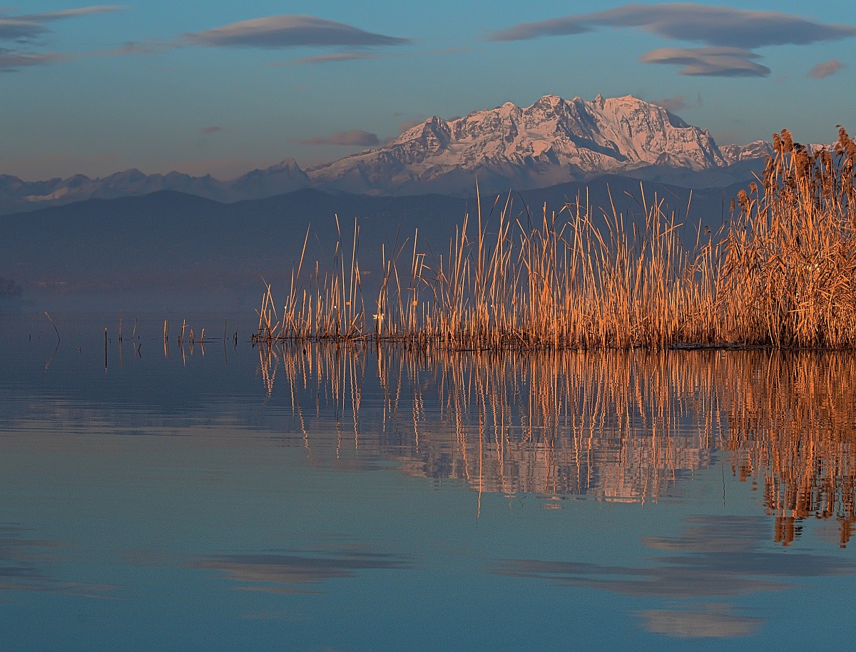The reflection of reeds