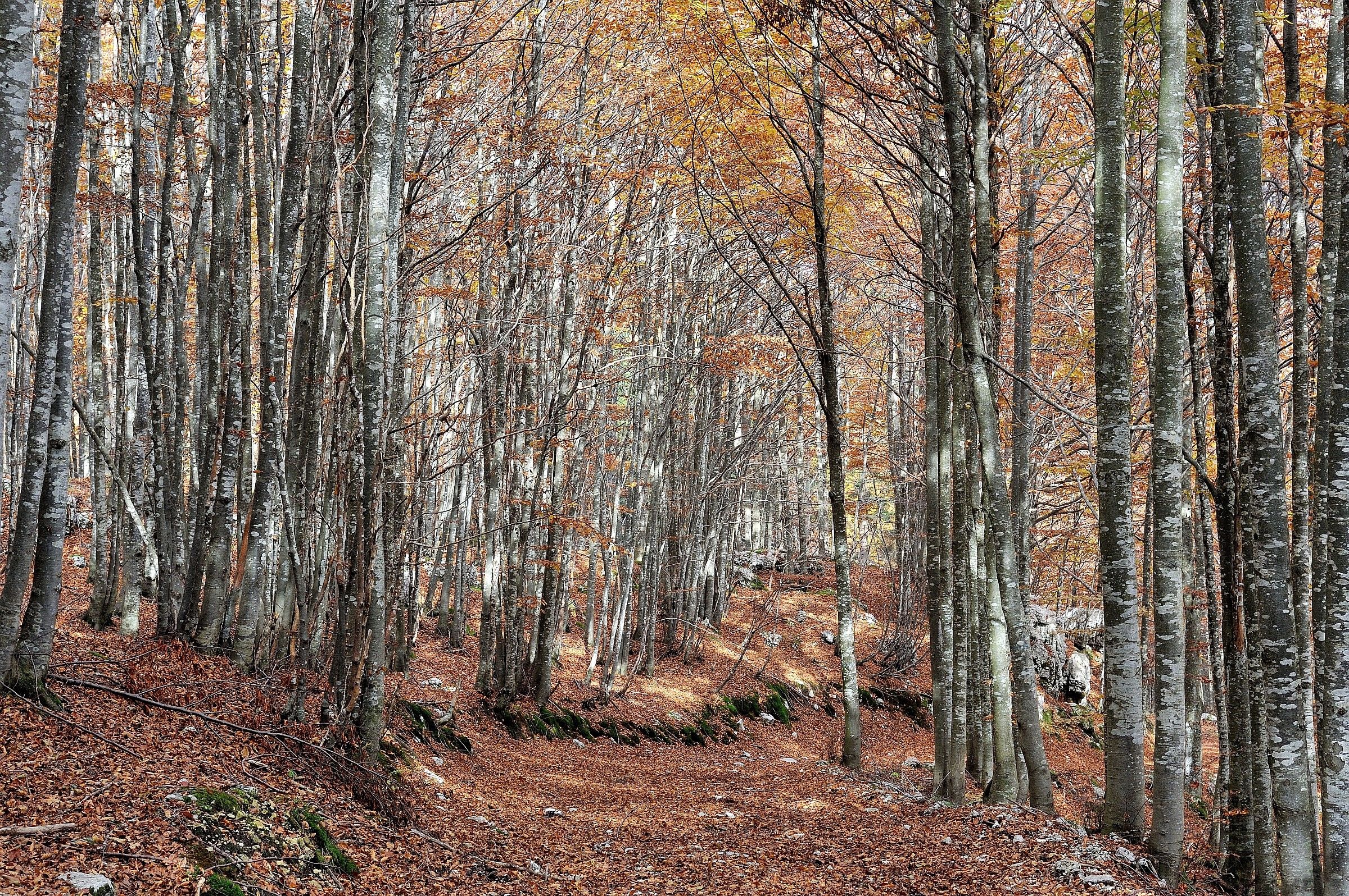 Light in the woods ...