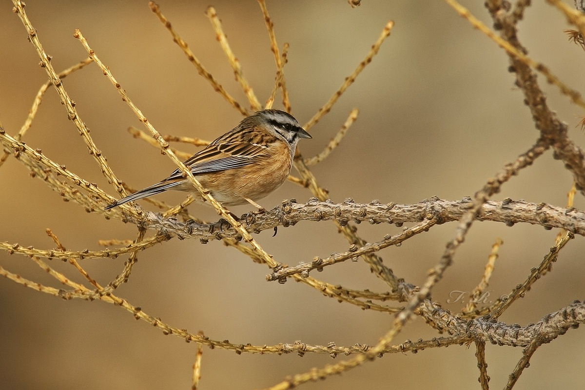 Rock Bunting