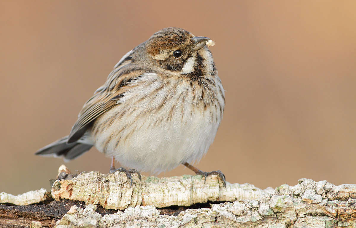 Reed Bunting