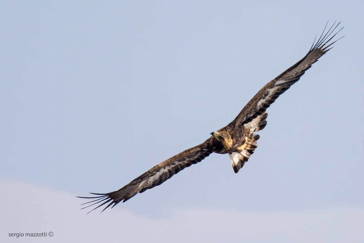 The Queen of the Alps