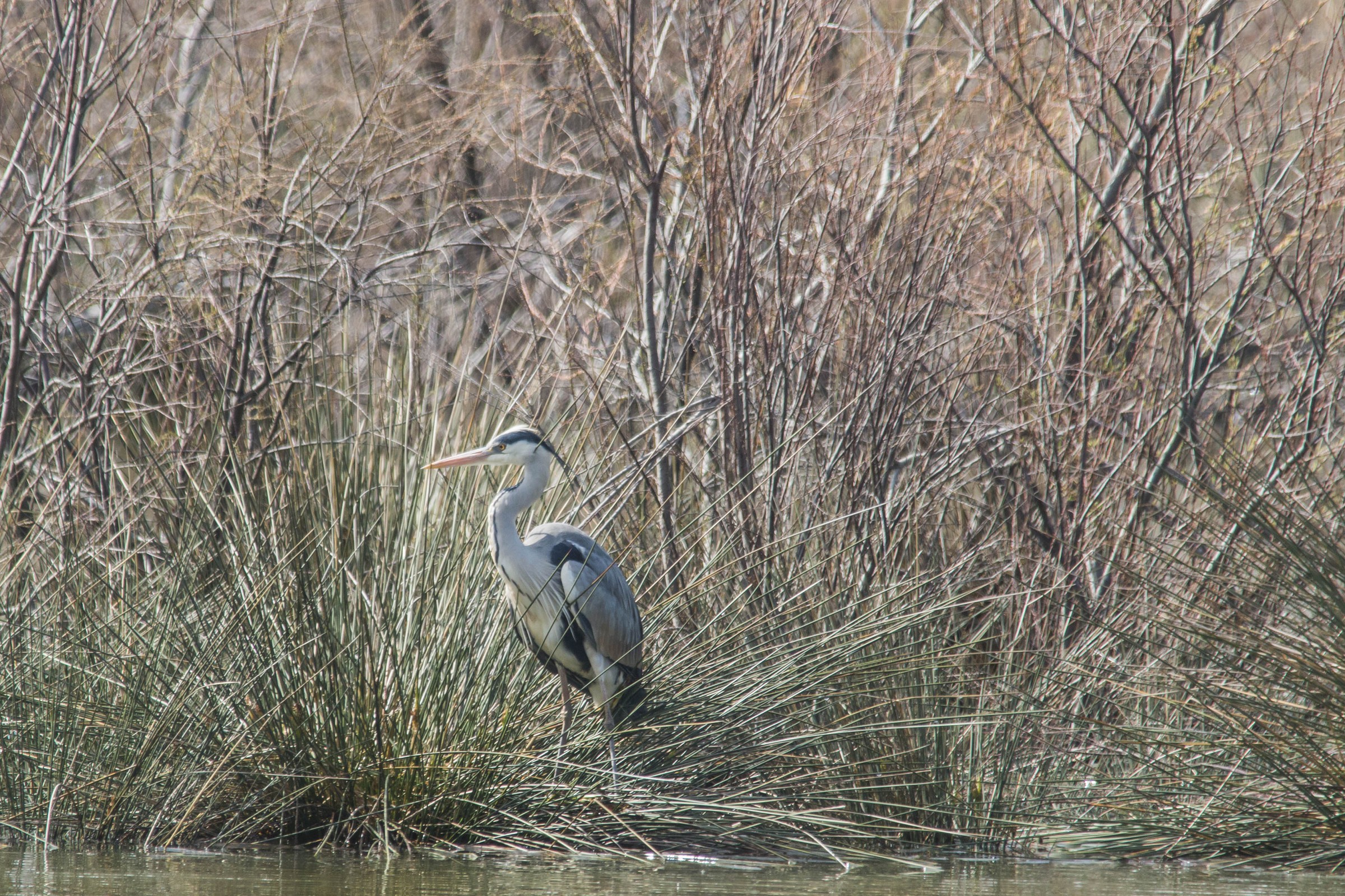 Grey Heron