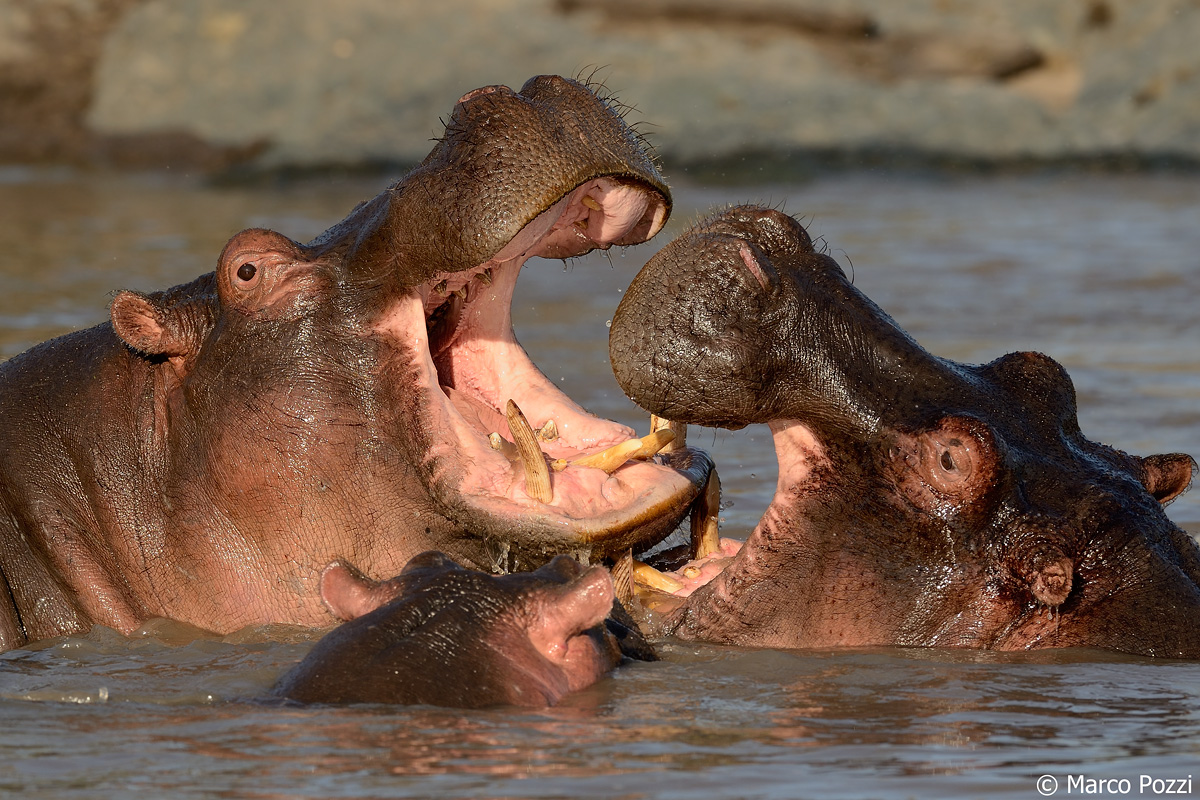 hippos