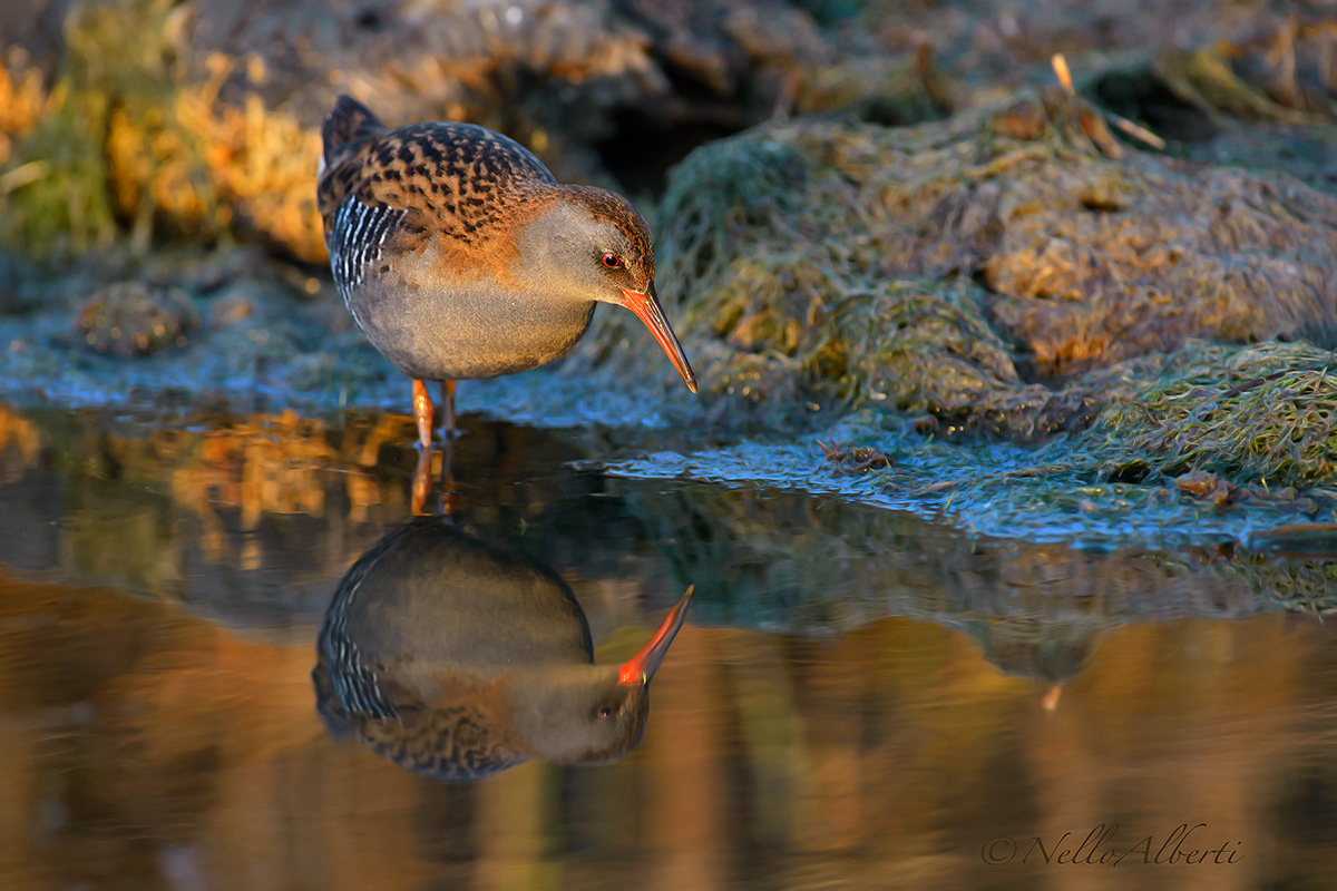 porciglione late evening!