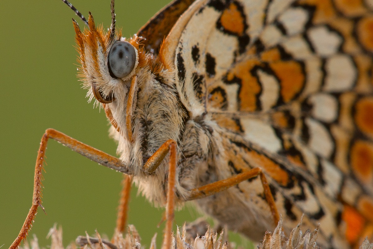 Melitaea phoebe (Update)