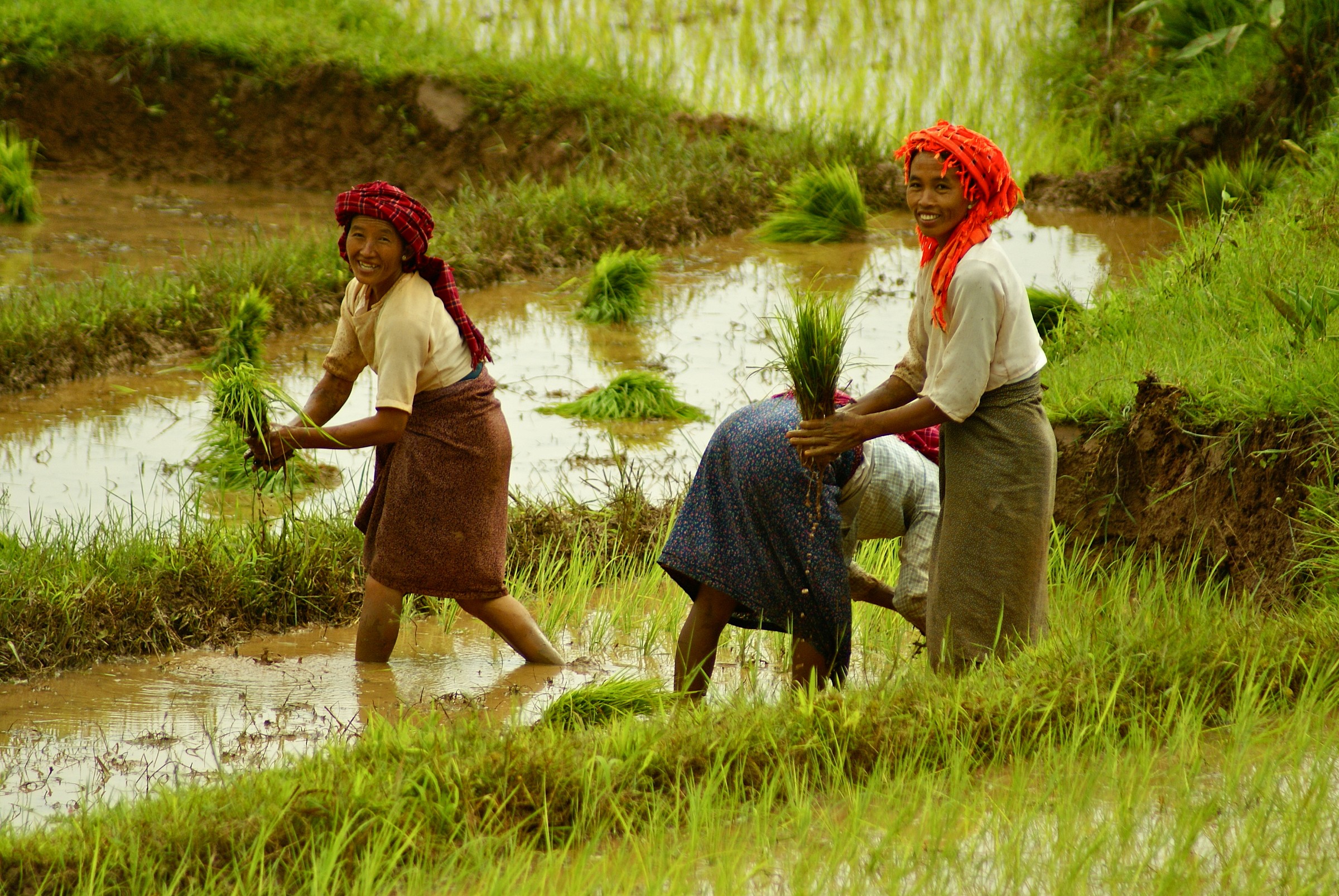 lavori femminili nei campi