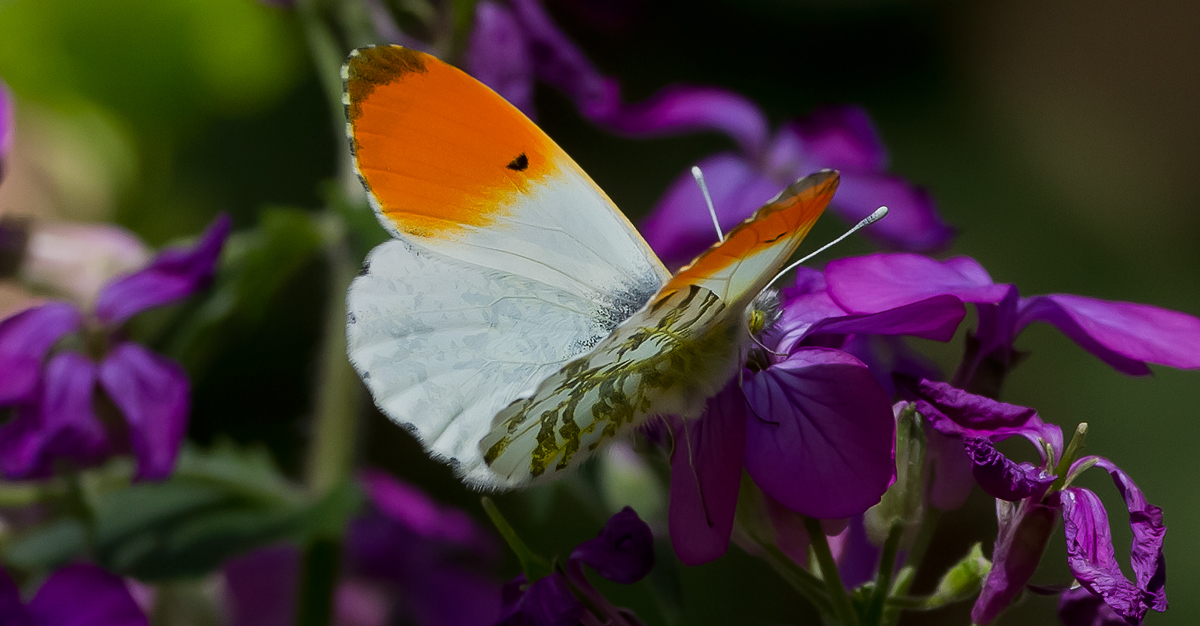 Design under the wings Anthocharis cardamines