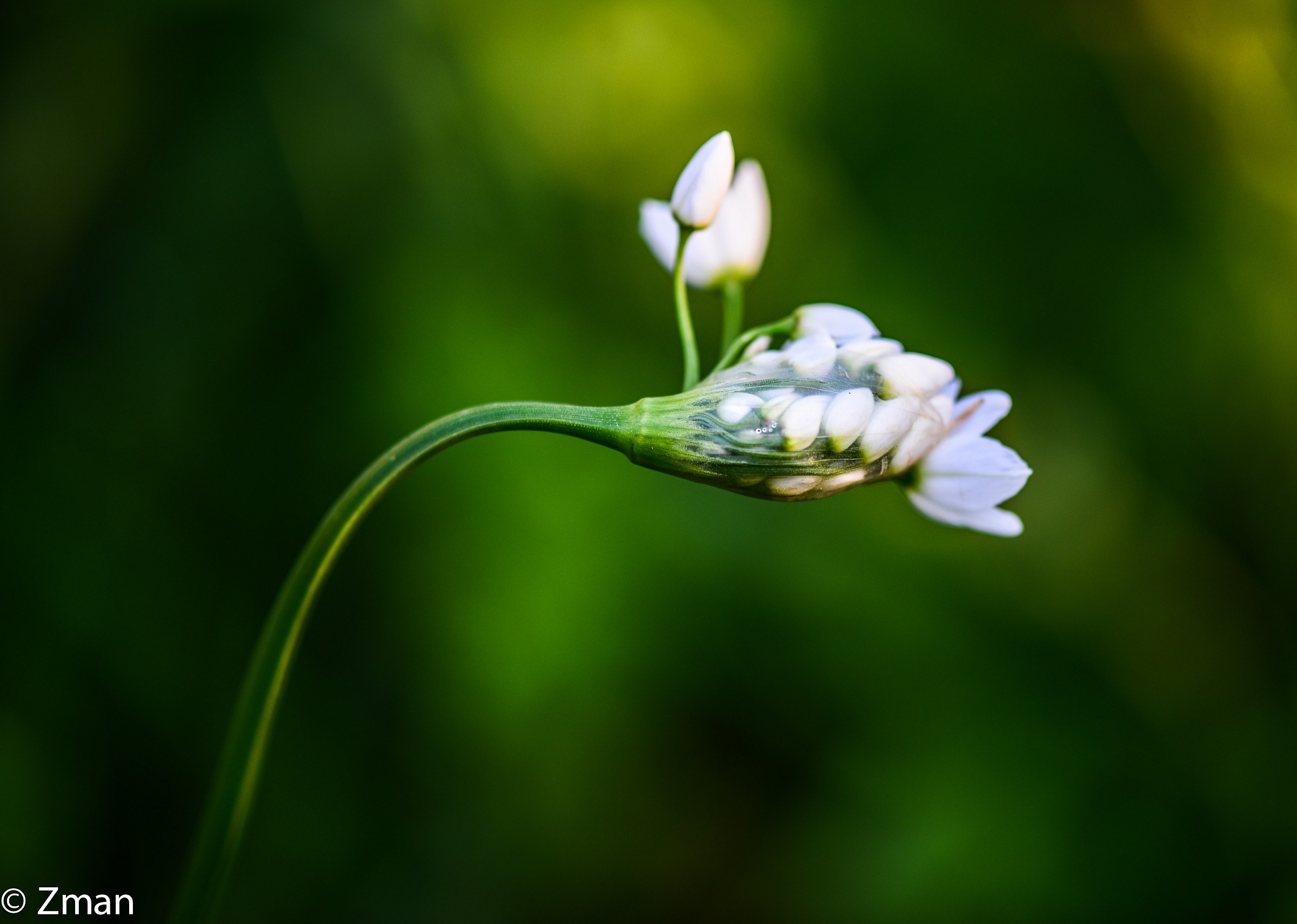 Leaning with the wind