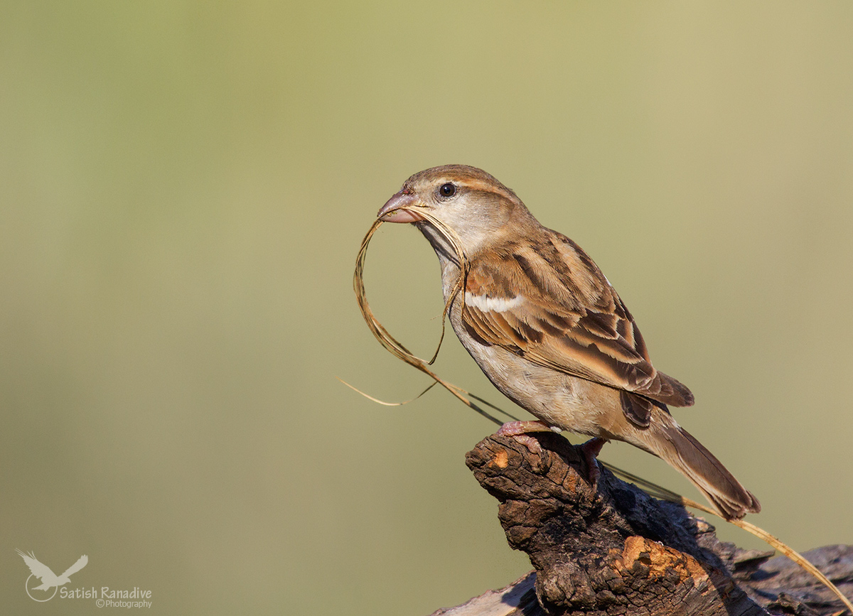 Happy World Sparrow Day !!!