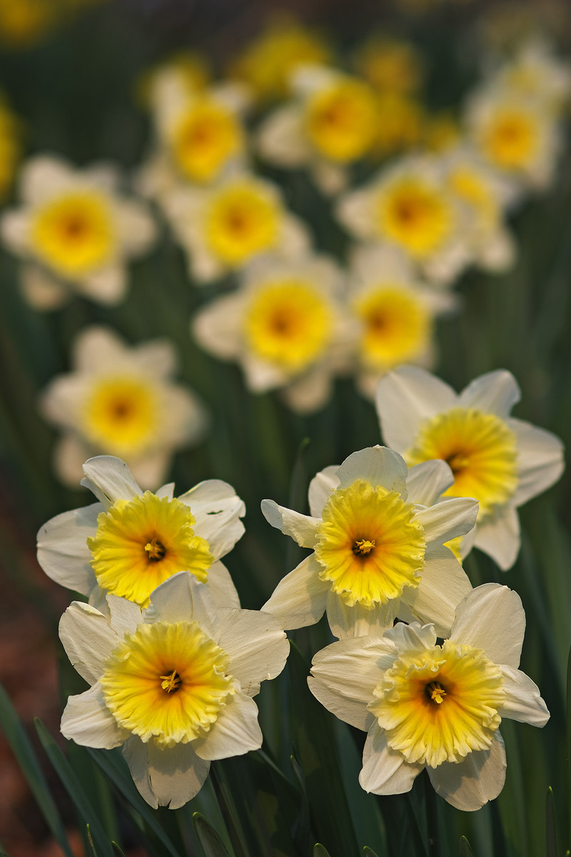 Daffodils