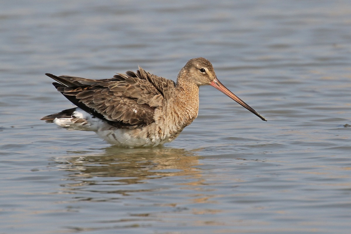 Godwit