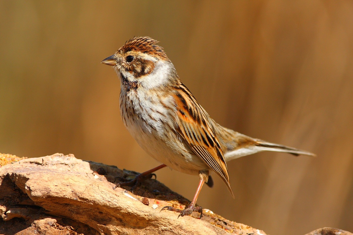 Migliarina in allarme