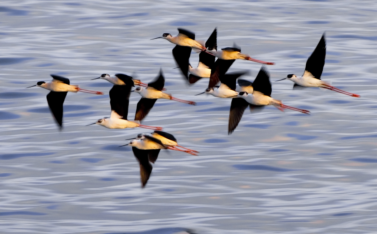 Cavalieri ...al galoppo