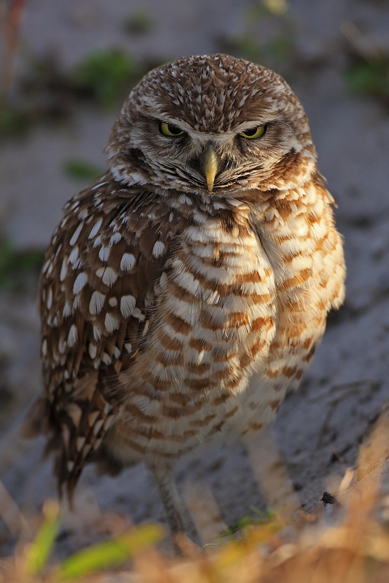 Burrowing Owl
