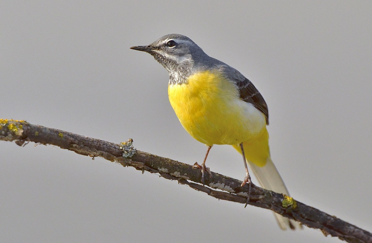 The wagtail