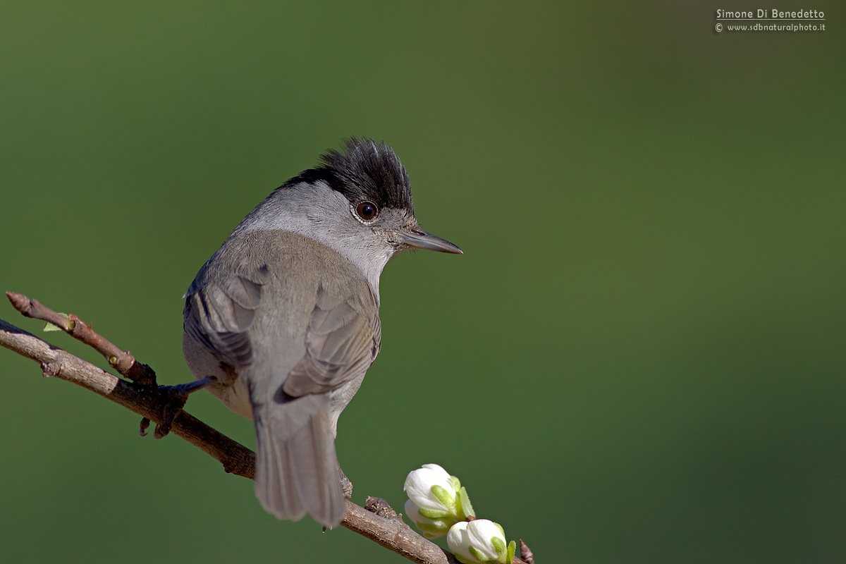 Male blackcap