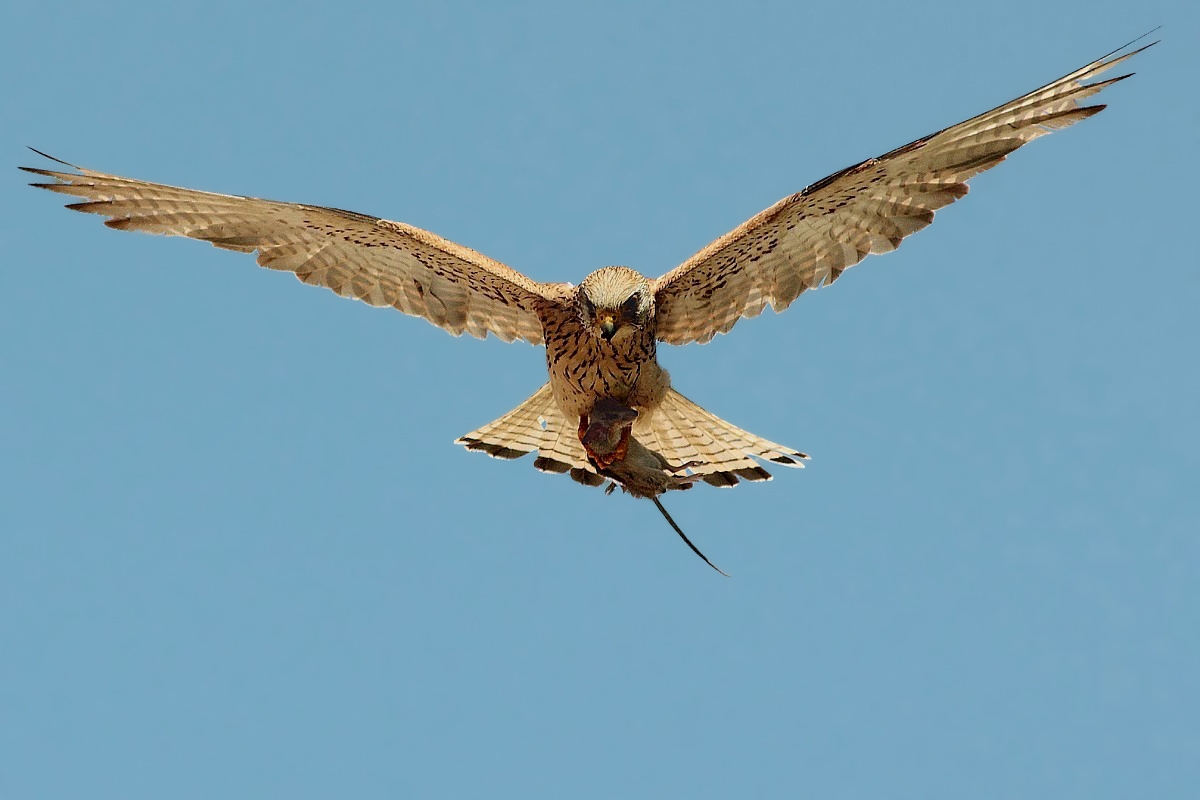 Lesser Kestrel with prey (voles)