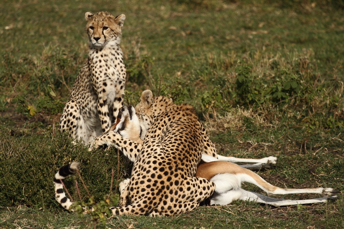 Ghepardo con gazzella