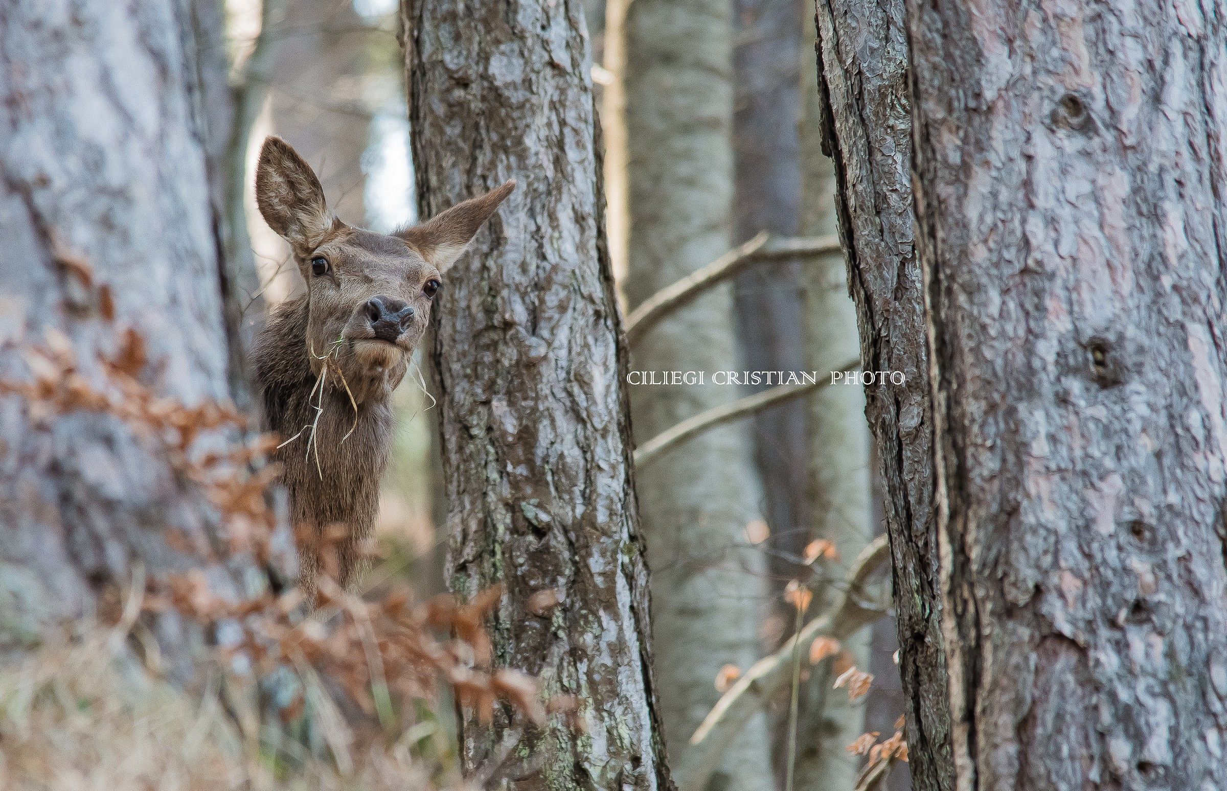 Nel bosco...avrò disturbato il suo pranzetto..???