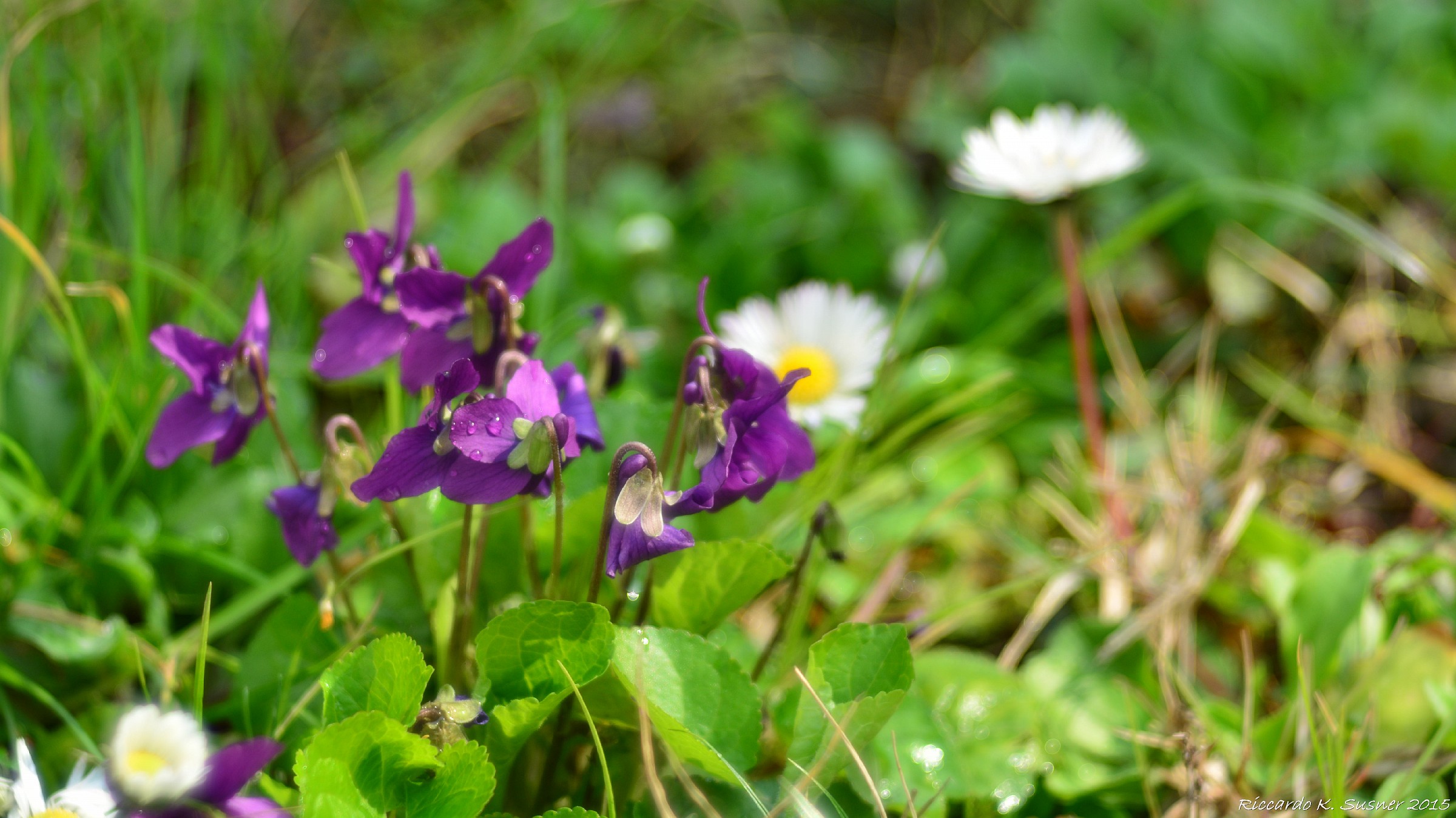 Flowers in the garden 3 (03 2015)
