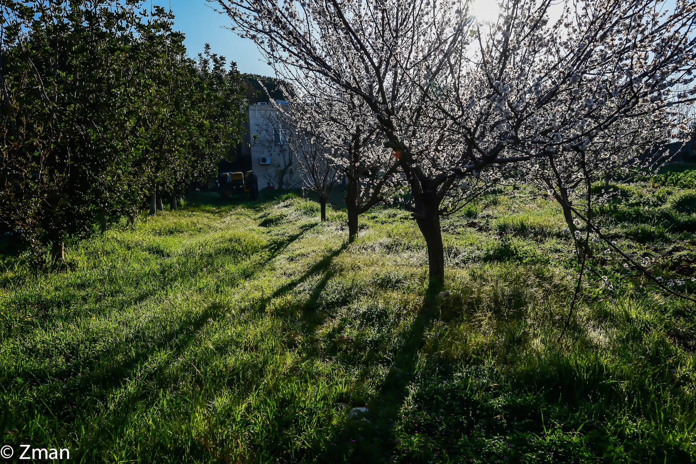 Apricot trees